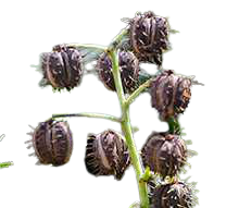 Erandmool (Ricinus Communis) 