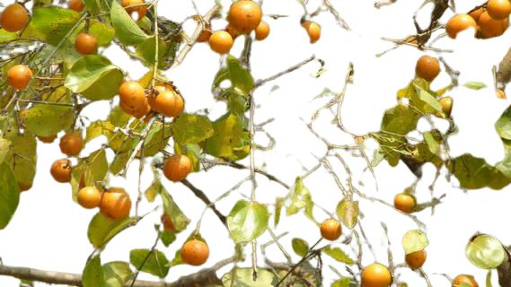 Shudh kuchla (Nux Vomica)