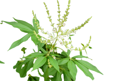 Nirgundi leaf (Vitex Negundo) 