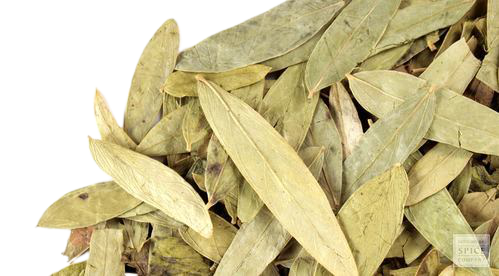 Rasna leaf (Alpinia Galanga)